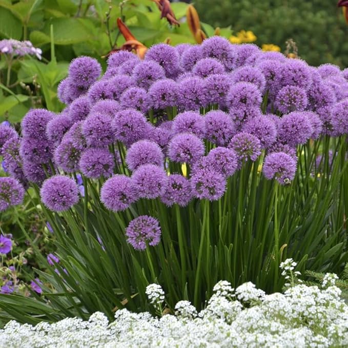 Millenium Allium Flower Root - Purple Flowers - Attracts Butterflies and Hummingbirds - Deer Resistant - Good as Cut Flowers - Perennializing