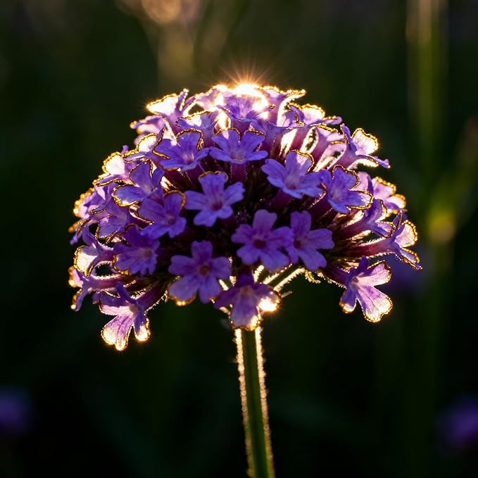 Verbena Seeds for Planting, 5000 Non-GMO Verbena Seeds, Perennial Wildflower and Ground Cover Plant Seed for Home Garden, Potted Decoration