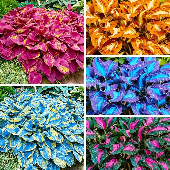 220+ Mixed Rare Hosta Seeds for Planting-Attract Pollinators Perennial Garden Decoration