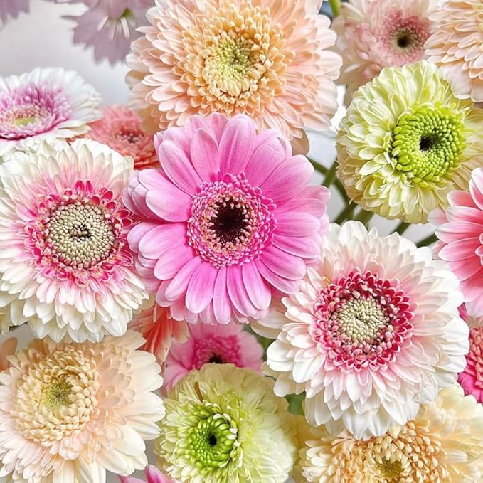 507+ Perennial English Daisy Seeds for Planting Outdoor-Organic Gerbera Daisy Seeds Non-GMO Heirloom-Pyrethrum Daisies Seed Attracts Bees&Butterflies Fragrant Butterfly for Garden Outdoors
