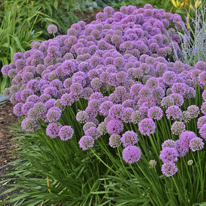 Millenium Allium Flower Root - Purple Flowers - Attracts Butterflies and Hummingbirds - Deer Resistant - Good as Cut Flowers - Perennializing
