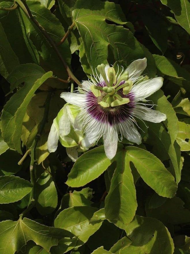 40pcs Passion Flower Seeds Garden Passiflora Potted Plants