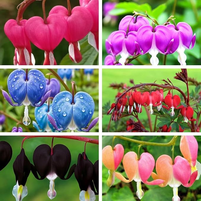 Bleeding Heart Seeds, 120pcs Dicentra Spectabilis, Non-GMO Heirloom Perennial Flower Seeds, Cold Hardy, Shade Tolerant, for Outdoor Garden Yard Border Container Planting
