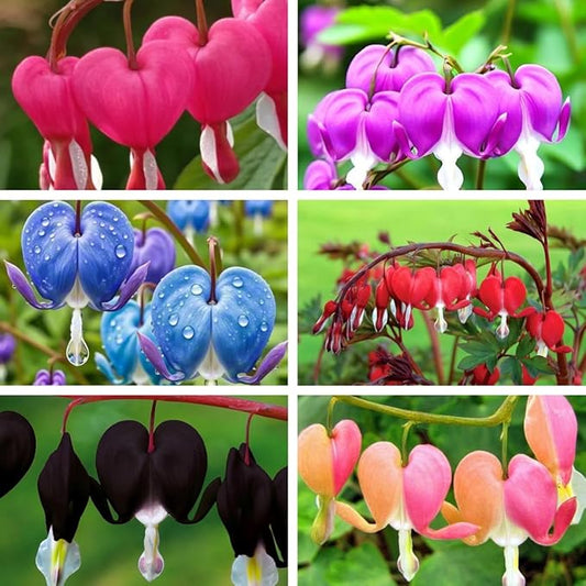 Bleeding Heart Seeds, 120pcs Dicentra Spectabilis, Non-GMO Heirloom Perennial Flower Seeds, Cold Hardy, Shade Tolerant, for Outdoor Garden Yard Border Container Planting