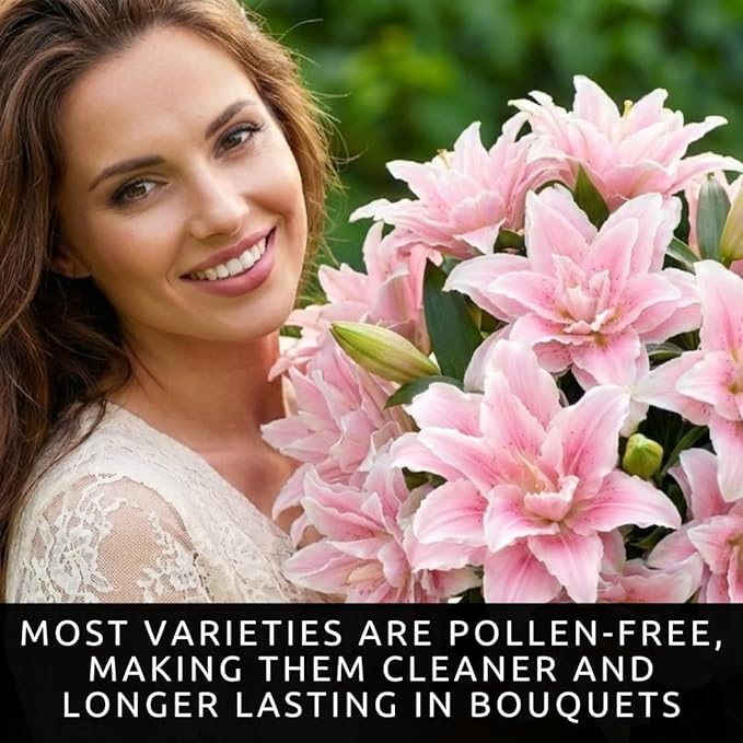 Pink Roselily Double Oriental Lily Bulbs – Fragrant, Pollen-Free, Fully Double Blooms – Premium Perennial Flower for Garden Beds & Cut Arrangements (3 Bulbs)
