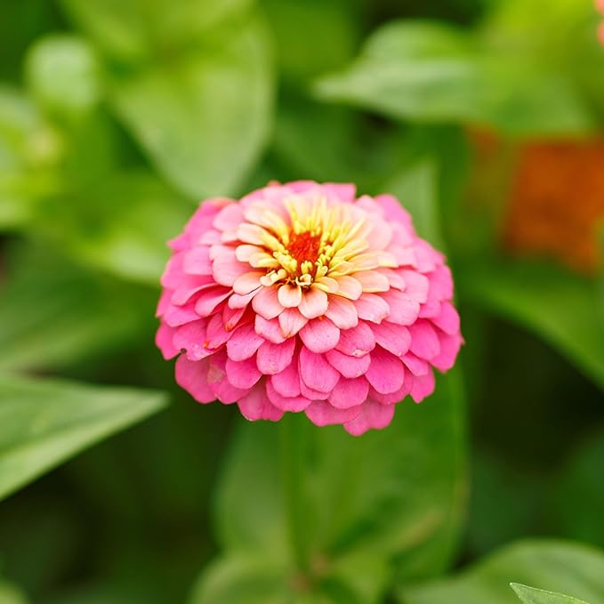 Eden Brothers Zinnia Seeds - Pumila/Cut & Come Again Mix, Non-GMO Seeds for Planting, Packet | Low-Maintenance Flower Seeds, Plant During Spring, Zones 3, 4, 5, 6, 7, 8, 9, 10