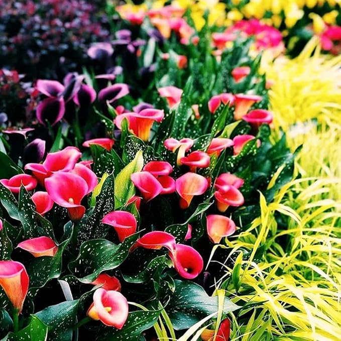 100Pcs Calla Lily Seeds Beautiful Flowers
