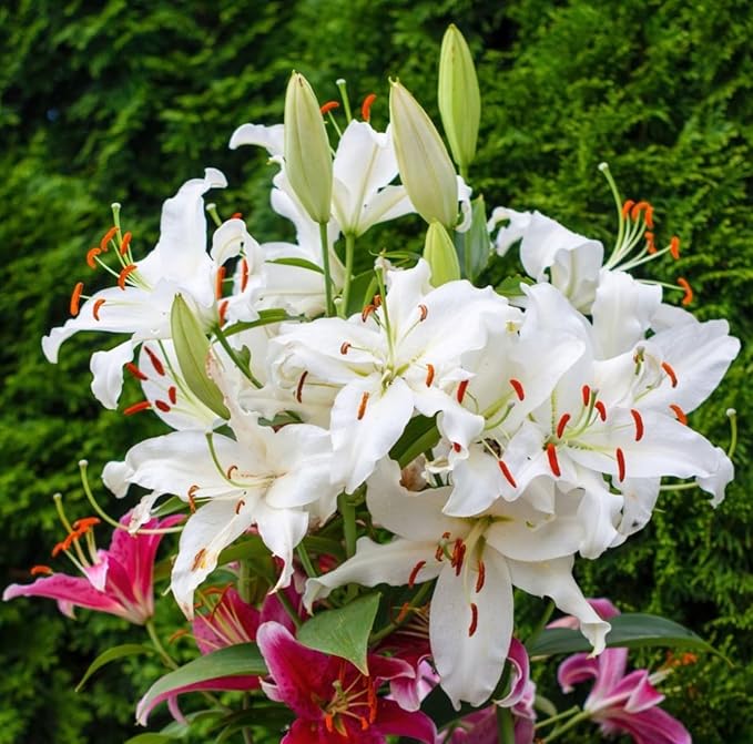 3 Pack Giant Pretty Lady Tree Lily Flower Bulbs - Pure White Blooms and Impressive Size & Grace. Amazingly Tall Lily Tree-Plants for Home and Garden -Attracts Butterflies, Bees & Hummingbirds