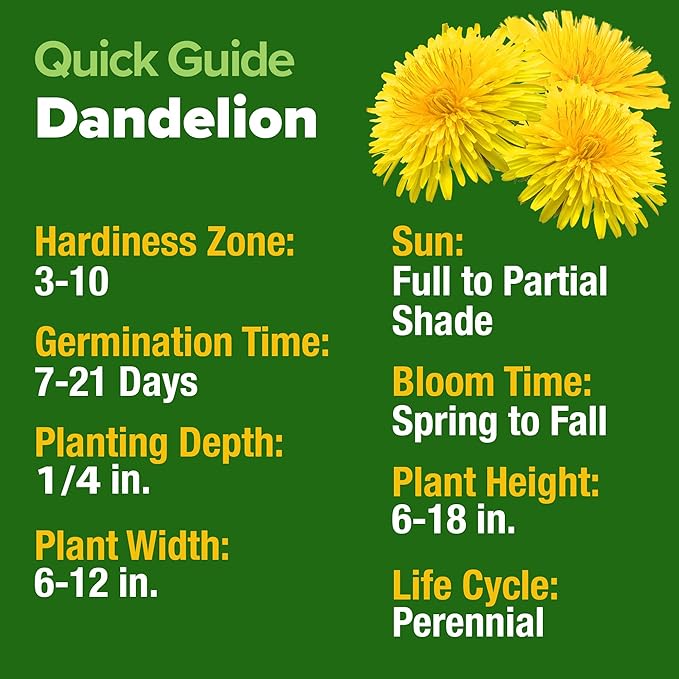 HOME GROWN Dandelion Seeds for Planting 600 Heirloom Medicinal Herb Seeds Non GMO Grow Edible Leaves and Flowers for Remedies or Wildlife (Taraxacum officinale)
