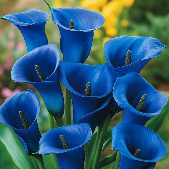 15+ Mix Color Canna Lily Flower Seeds Perennial Flower Seeds Beautiful Bonsai Plant Home Garden Decor