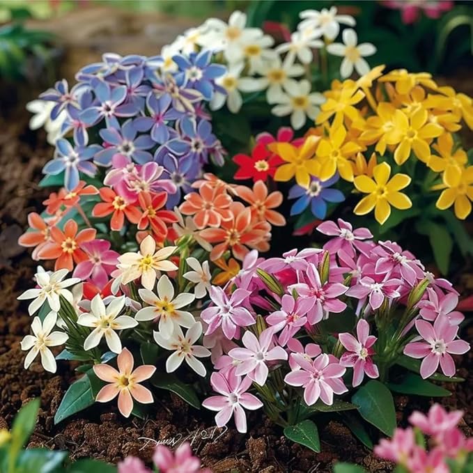 1508+ Creeping Mixed Phlox Seeds for Planting,Bright Perennial Creeping Phlox Seeds- Ground Cover Plants Seed Non GMO Heirloom for Outdoors