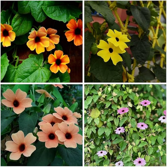 300+ Thunbergia Flower Seeds for Planting, Mixed Color Eyed Susan Vine Seed, Non-GMO Heirloom Thunbergia Flower Seeds for Small Garden Border, Home Outdoor