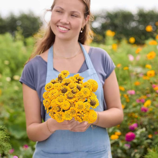 Eden Brothers Zinnia Seeds - Lilliput Yellow, Non-GMO Seeds for Planting, Packet | Low-Maintenance Flower Seeds, Plant During Spring, Zones 3, 4, 5, 6, 7, 8, 9, 10