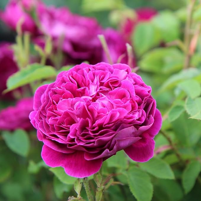 CarpetC 100+ Mixed Peony Seeds for Planting, Hardy Perennial with Fragrant Double Blooms, Long-Lived Heirloom Non-GMO Attracts Pollinators for Cut Flowers, Borders, Home Garden
