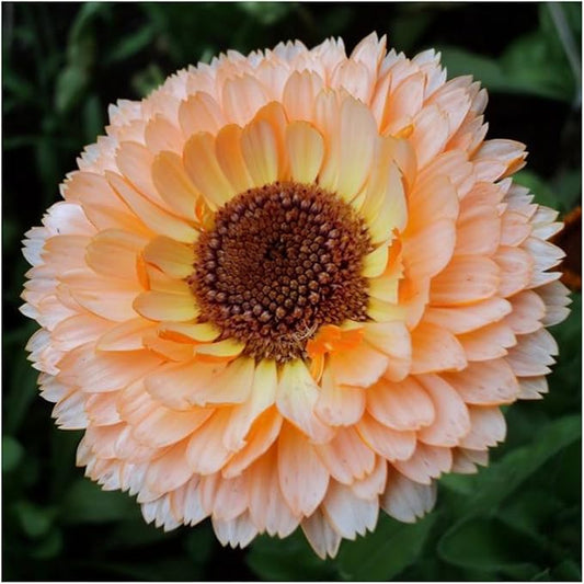 Seed Needs Calendula Flower Seeds for Planting Pink Surprise Variety | 5,000+ Seeds Calendula Officinalis Non GMO Annual | Pink Surprise Calendula Blooms | Bulk Wildflower Seed