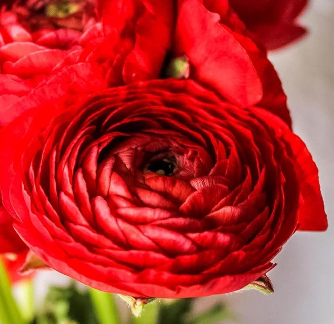 Mixed Peony Ranunculus Bulbs- Persian Buttercup -10 Corms Bulbs Flowering Blooms Perennial Bulbous Root Garden Plant (Red)