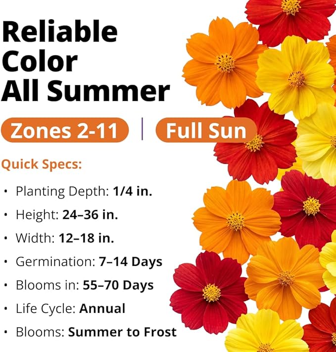 HOME GROWN Cosmos Bright Lights Mix Seeds – 400 Cosmos Sulphureus for Planting Spring 2026, Refined Wildflower Herb Seed Mix, Easy Grow Outdoor Flower Seeds for Gardens