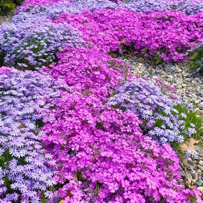 1100+ Mix Creeping Phlox Seeds for Planting-Non-GMO Heirloom Plant Seeds Garden Outdoor,Attracts Bees and Butterflies