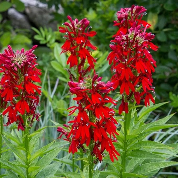 200+ Red Cardinal Flower Seeds for Planting Outdoors-Lobelia Cardinalis Perennial Flower Seeds-Wild Cardinals Flower Attracts Bees&Butterflies Fragrant Butterfly for Outdoor