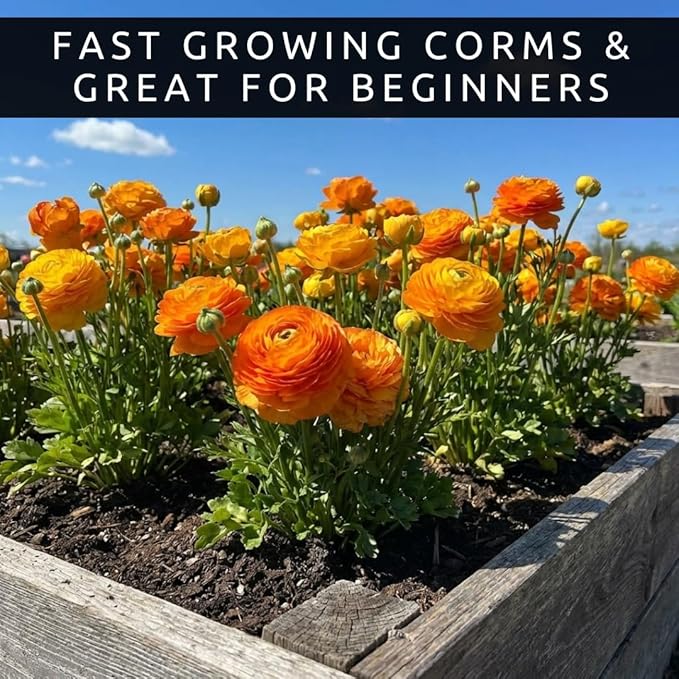 Ranunculus Flower Bulbs for Growing - Perennial Flowers with Extended Bloom Times - Ranunculus Corms for Planting (10 Orange Corms)