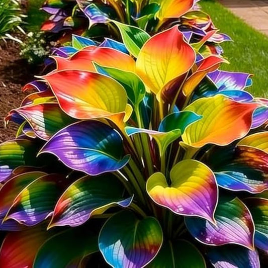 Midnight Blue Hosta Cold and Drought Tolerant, Mix Tubers Kit, Garden Decoration, For Indoor/Outdoor Potted