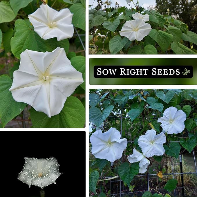 Sow Right Seeds - Moonflower Seeds for Planting - Ipomoea alba - Vining Plant - Non-GMO Heirloom - Fast Growing Fragrant Moon Flowers - Easy to Grow Annual Ideal for Gardens, Patios, Fences (3)