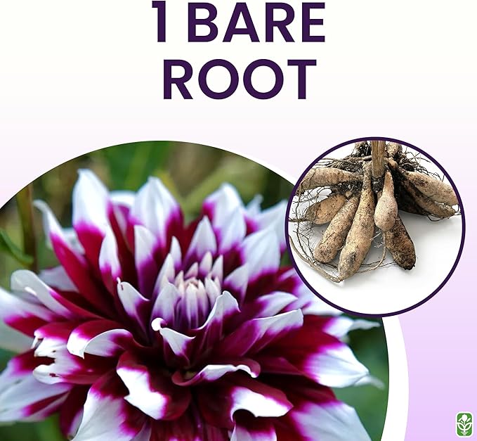 Mystery Day Cactus Dahlia - 5 Gallon Size Bare Root Tuber Purple - Enigmatic Purple Cactus Blooms for Spring Planting - Large Tuber for Stunning Garden Displays
