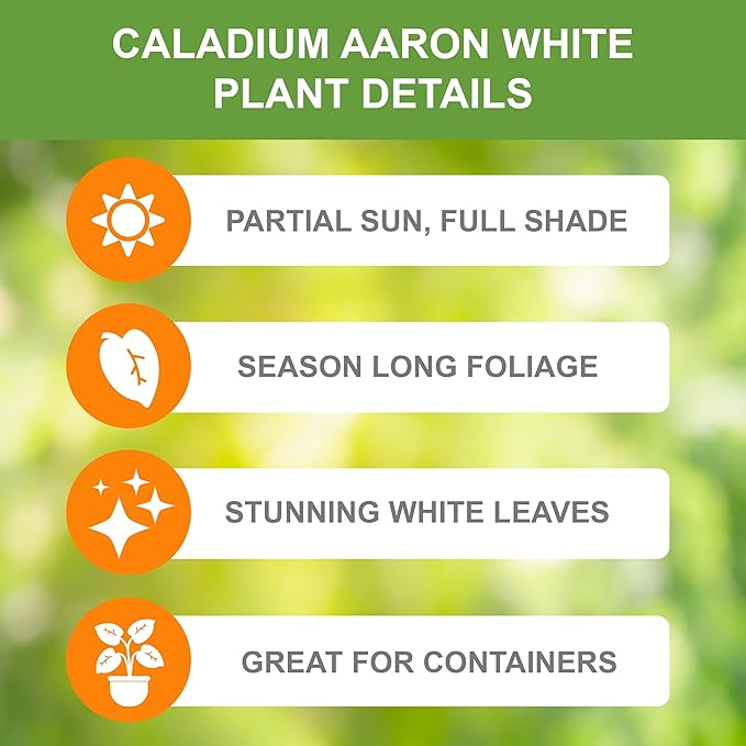 Garden State Bulb Aaron White Caladium Bulbs, Bare Roots, Spring Planting (Bag of 5)