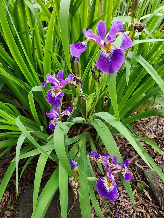 50+ Mix Germanica Iris Seeds Iris Flowers Seed Fragrant Blooms Stunning Bearded Iris for Your Garden