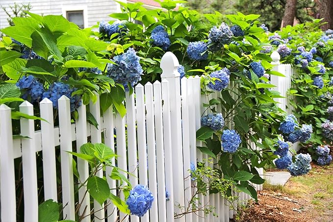 100+ Mix Hydrangea Seeds for Planting Macrophylla Giant Snowball Bonsai Hydrangea Fast Growing Shrub