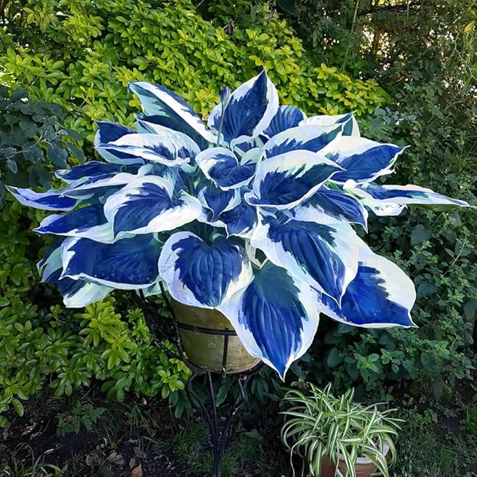 Hosta Seeds (300+ Seeds),Hosta Seeds Perennial for Planting Outdoors,Giant Low Maintenance Shade Plants Gardens
