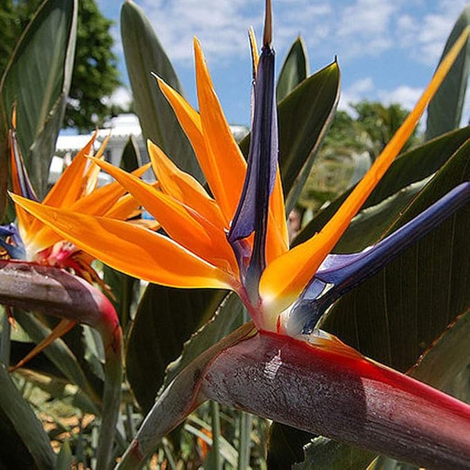 Seeds Strelitzia Crane (Bird of Paradise) Perennial Flowers for Planting
