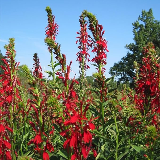 200+ Red Cardinal Flower Seeds for Planting Outdoors-Lobelia Cardinalis Perennial Flower Seeds-Wild Cardinals Flower Attracts Bees&Butterflies Fragrant Butterfly for Outdoor
