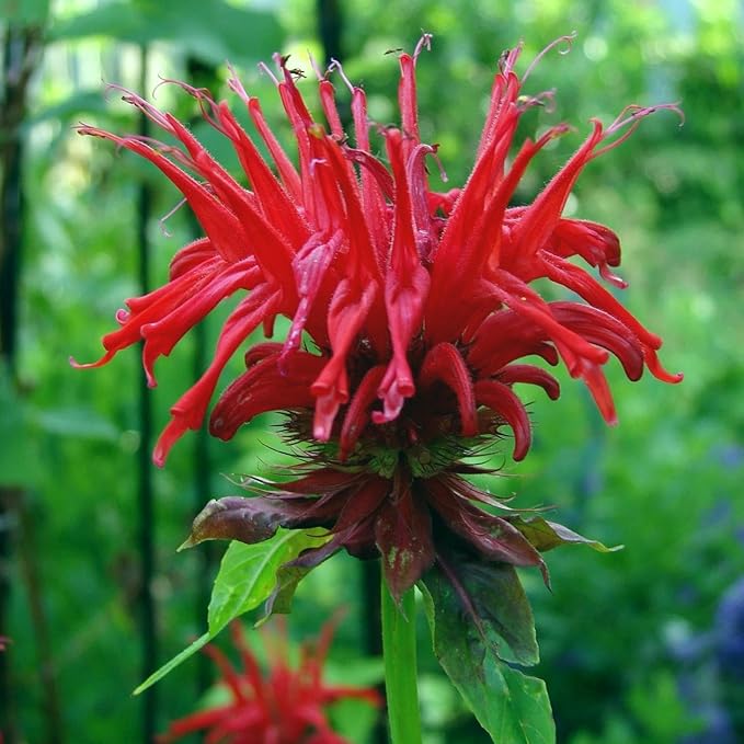 CarpetC 500+ Bee Balm Seeds for Planting, Perennial Fragrant Blooms, Attract Hummingbirds and Butterflies, Non-GMO Heirloom Flower for Pollinator Gardens, Borders and Cut Flowers