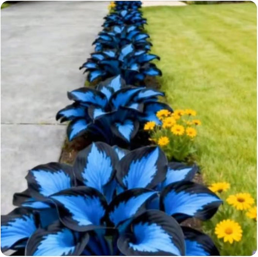 Midnight Blue Hosta Cold and Drought Tolerant, Mix Tubers Kit, Garden Decoration, For Indoor/Outdoor Potted