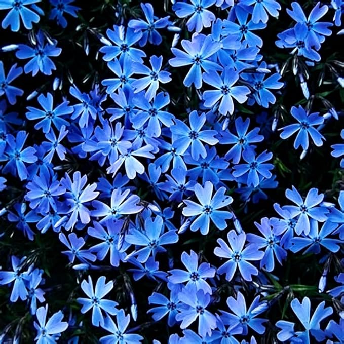5088+ Mixed Creeping Dwarf Phlox Seeds for Planting, Perennial Creeping Phlox Beauty Flower Seeds Ground Cover Plants, Non-GMO Heirloom Dwarf Flowers for Home Garden Outdoors