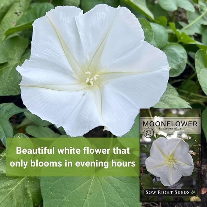 Sow Right Seeds - Moonflower Seeds for Planting - Ipomoea alba - Vining Plant - Non-GMO Heirloom - Fast Growing Fragrant Moon Flowers - Easy to Grow Annual Ideal for Gardens, Patios, Fences (3)