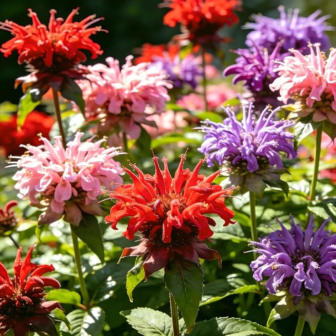CarpetC 500+ Bee Balm Seeds for Planting, Perennial Fragrant Blooms, Attract Hummingbirds and Butterflies, Non-GMO Heirloom Flower for Pollinator Gardens, Borders and Cut Flowers