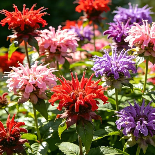 CarpetC 500+ Bee Balm Seeds for Planting, Perennial Fragrant Blooms, Attract Hummingbirds and Butterflies, Non-GMO Heirloom Flower for Pollinator Gardens, Borders and Cut Flowers
