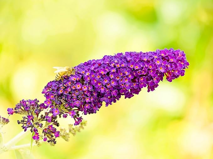 Greenwood Nursery: Live Shrub Plants - 'Black Knight' Butterfly Bush + Buddleja/Buddleia Davidii - [Qty: 3X Pint Pots] - (Click for Other Available Plants/Quantities)