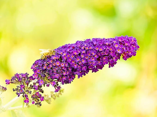 Greenwood Nursery: Live Shrub Plants - 'Black Knight' Butterfly Bush + Buddleja/Buddleia Davidii - [Qty: 3X Pint Pots] - (Click for Other Available Plants/Quantities)