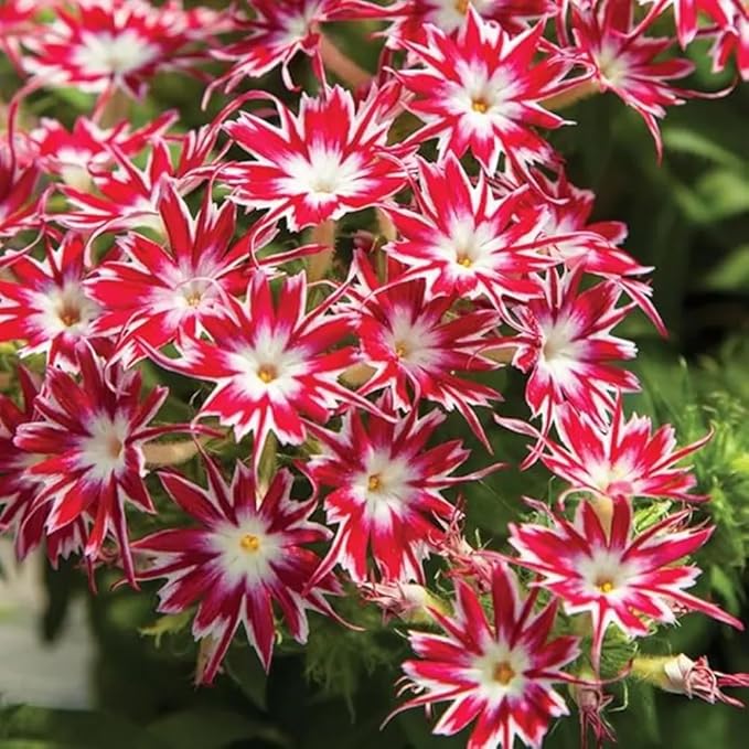 1508+ Creeping Mixed Phlox Seeds for Planting,Bright Perennial Creeping Phlox Seeds- Ground Cover Plants Seed Non GMO Heirloom for Outdoors
