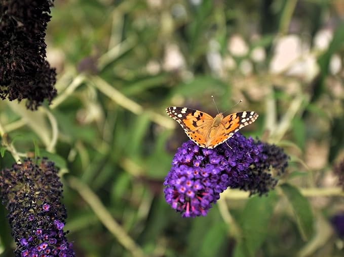 Greenwood Nursery: Live Shrub Plants - Monarch Blue Knight Butterfly Bush + Buddleja/Buddleia Davidii - [Qty: 5X Pint Pots] - (Click for Other Available Plants/Quantities)