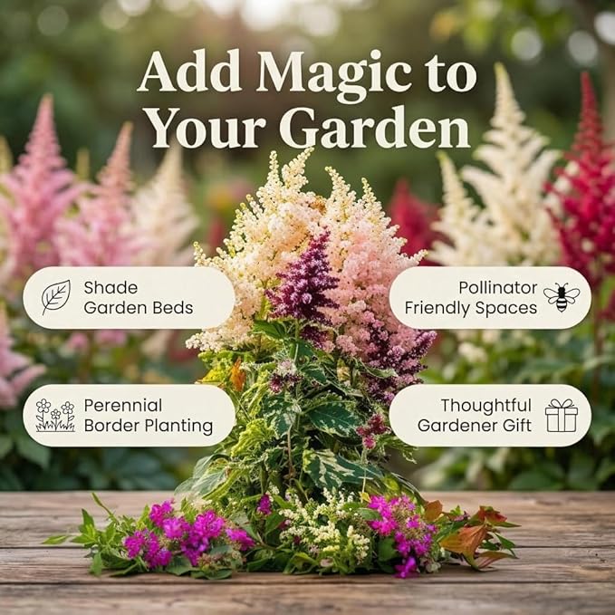 Giant Plume Assorted Astilbe Flowers - 3, 6, or 9 Bulbs -Attracts Butterflies, Bees & Hummingbirds - Great Gardening Gift (6 Bulbs)