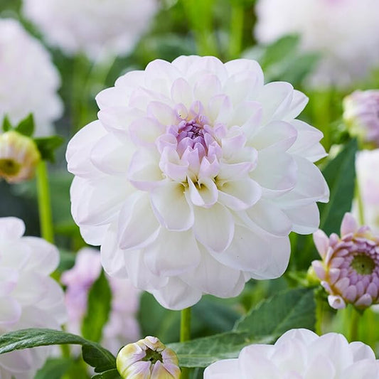 Garden State Bulb Eveline Dahlia Flower Bulbs, White, Spring Planting, Bag of 4