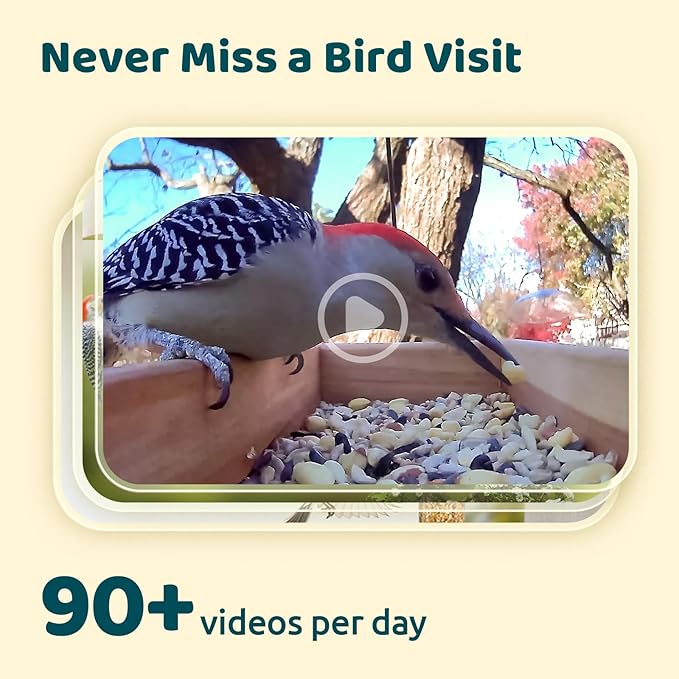 NETVUE by Birdfy Smart Bird Feeder Camera, Adjustable Brackets, Auto Bird Video Capture, Instant Notifications, AI Identify 6000+ Species