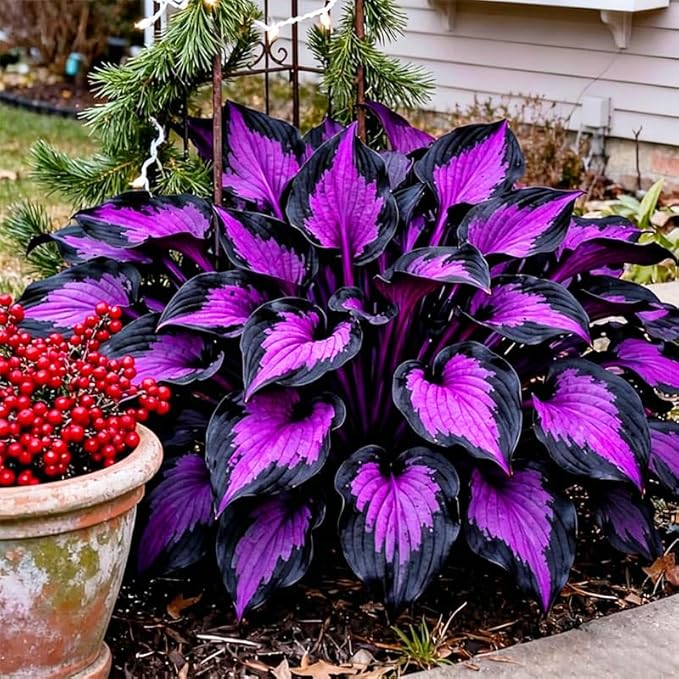 220+ Mixed Rare Hosta Seeds for Planting-Attract Pollinators Perennial Garden Decoration