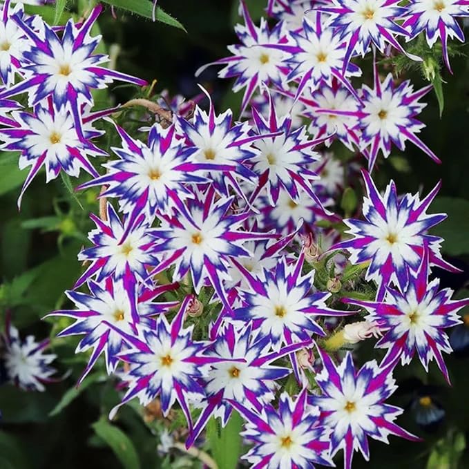 1508+ Creeping Mixed Phlox Seeds for Planting,Bright Perennial Creeping Phlox Seeds- Ground Cover Plants Seed Non GMO Heirloom for Outdoors