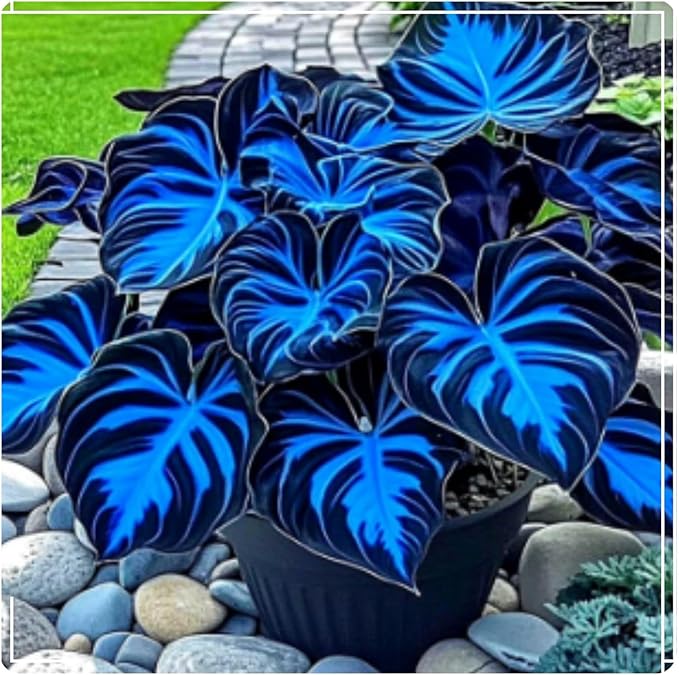 Midnight Blue Hosta Cold and Drought Tolerant, Mix Tubers Kit, Garden Decoration, For Indoor/Outdoor Potted
