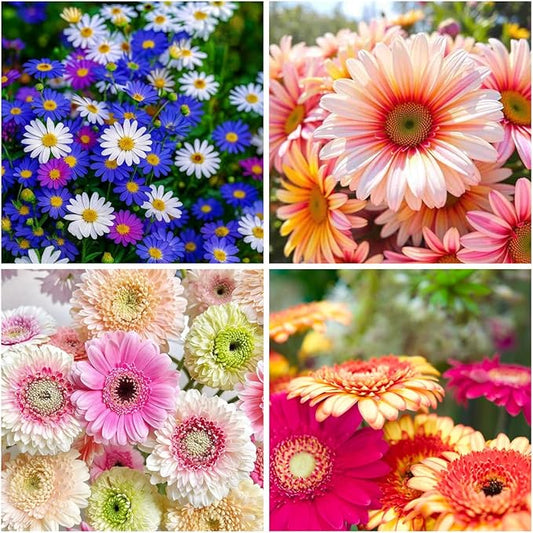507+ Perennial English Daisy Seeds for Planting Outdoor-Organic Gerbera Daisy Seeds Non-GMO Heirloom-Pyrethrum Daisies Seed Attracts Bees&Butterflies Fragrant Butterfly for Garden Outdoors
